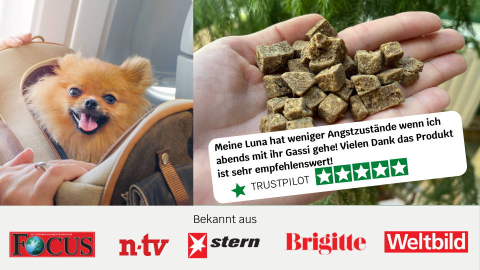 Natürliches Beruhigungsmittel für das Reisen mit Hund mammaly